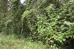 Cucumis sativus hardwickii