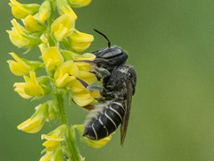 Megachile spissula