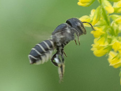 Megachile spissula