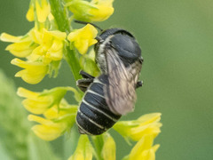 Megachile spissula