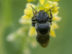 Megachile spissula