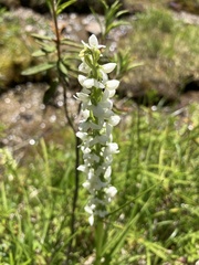 Platanthera dilatata
