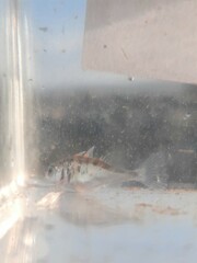 Gasterosteus wheatlandi