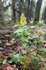 Astragalus umbellatus