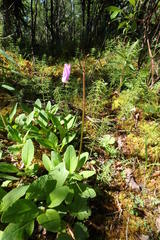 Primula frigida