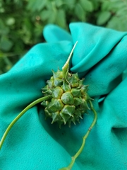 Sparganium eurycarpum