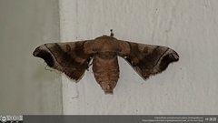 Bombyx