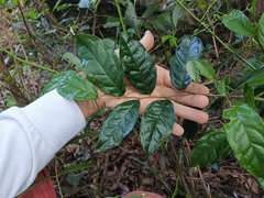 Elaeagnus loureirii
