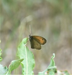 Hyponephele lycaon