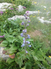 Delphinium speciosum