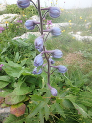 Delphinium speciosum