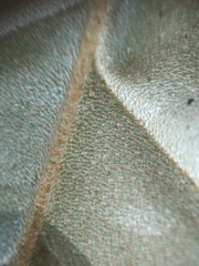 Elaeagnus loureirii