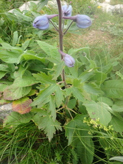 Delphinium speciosum