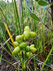 Scheuchzeria palustris