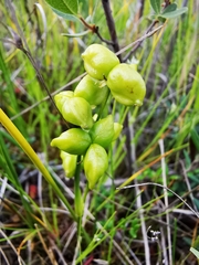 Scheuchzeria palustris