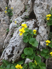 Viola caucasica