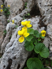 Viola caucasica