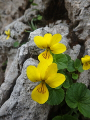 Viola caucasica
