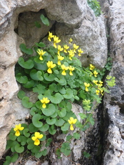 Viola caucasica