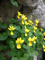 Viola caucasica