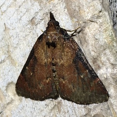 Omphalocera munroei