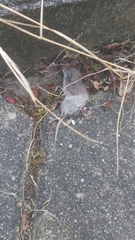 Crocidura suaveolens