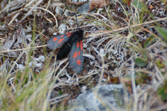 Zygaena exulans