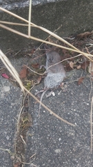 Crocidura suaveolens