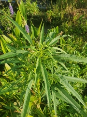 Amaranthus cannabinus