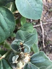 Hypselonotus lineatus