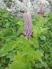 Pedicularis atropurpurea