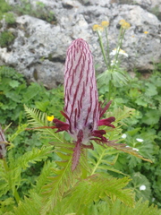 Pedicularis atropurpurea