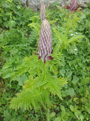 Pedicularis atropurpurea