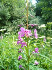 Chamaenerion angustifolium