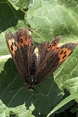 Erebia ligea