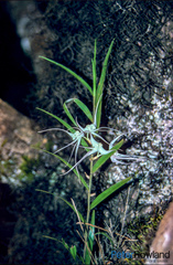 Dendrobium camaridiorum