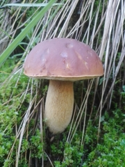 Boletus rubriceps