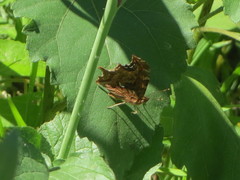 Polygonia satyrus