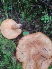 Lactarius salmonicolor