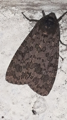 Olepa ricini