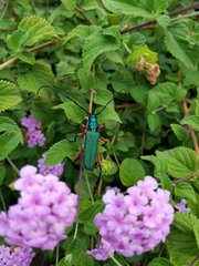 Plinthocoelium suaveolens