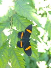 Panara soana
