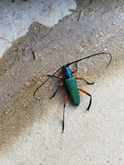 Plinthocoelium suaveolens