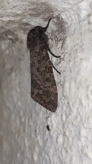 Olepa ricini