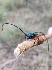 Plinthocoelium suaveolens