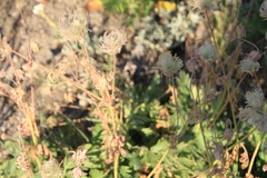Geum triflorum