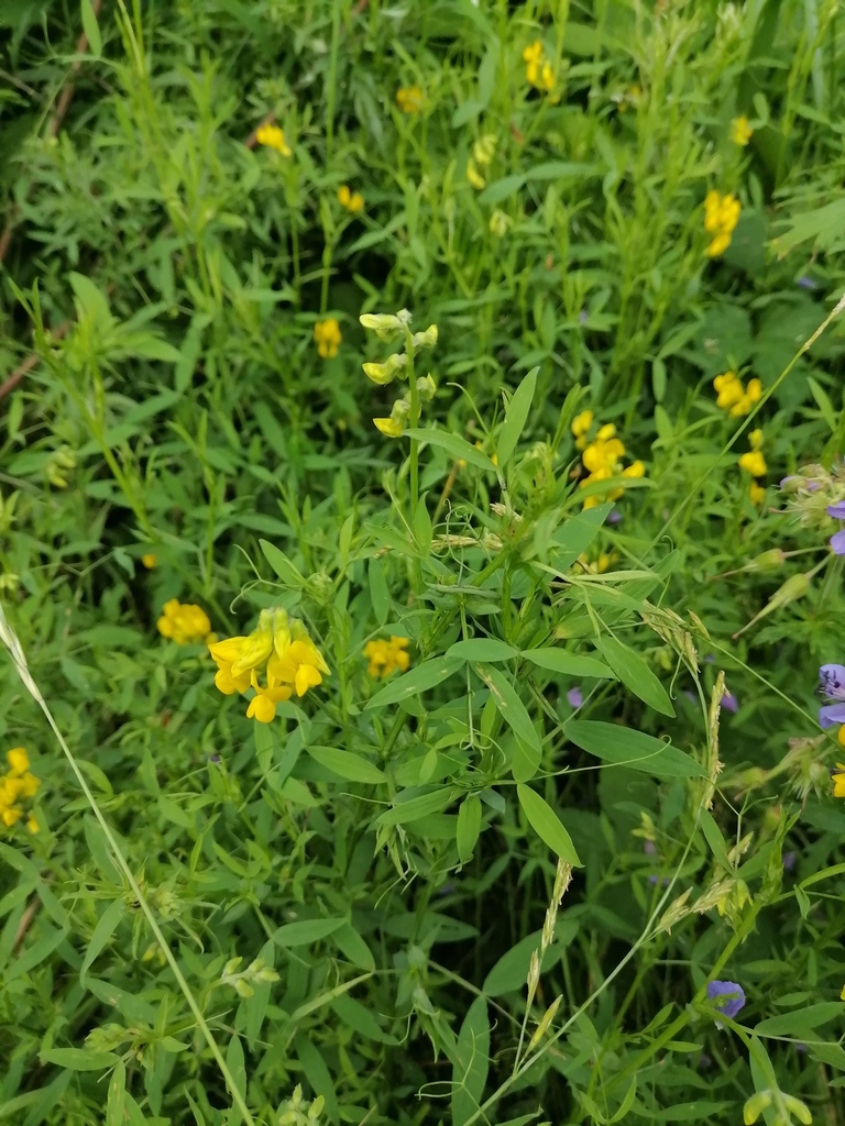 meadow pea from Berezovskiy gorsovet, Sverdlovsk, Russia on July 17 ...