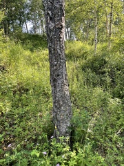 Betula dauurica