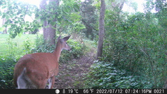 Odocoileus virginianus