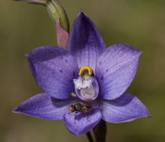 Thelymitra × truncata